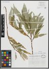 Foto von Salix alba subsp. vitellina (L.) Arcang.